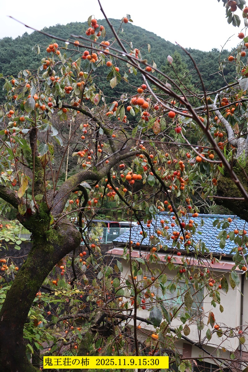 800x1200 (588,117oCg)