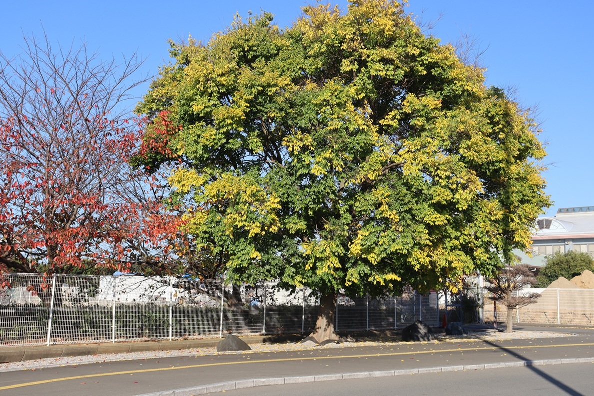 1188x792 (598,551oCg)