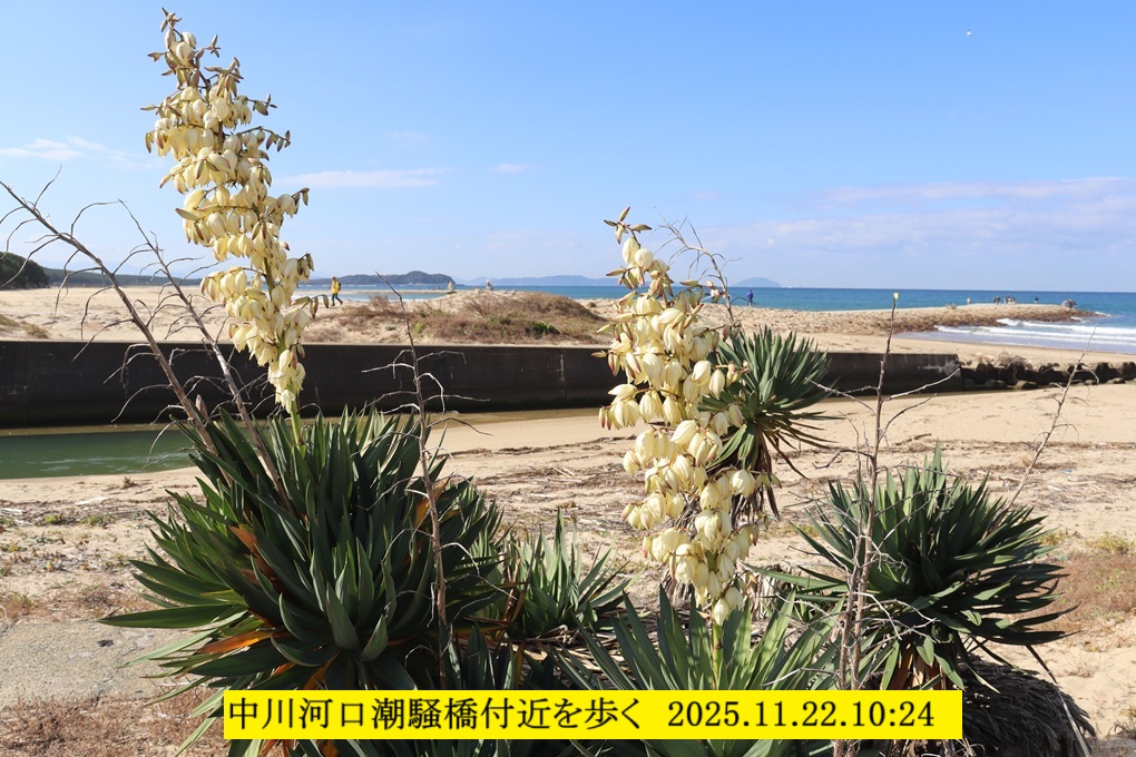 1020x680 (320,823oCg)