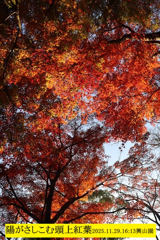 512x768 (320,774oCg)