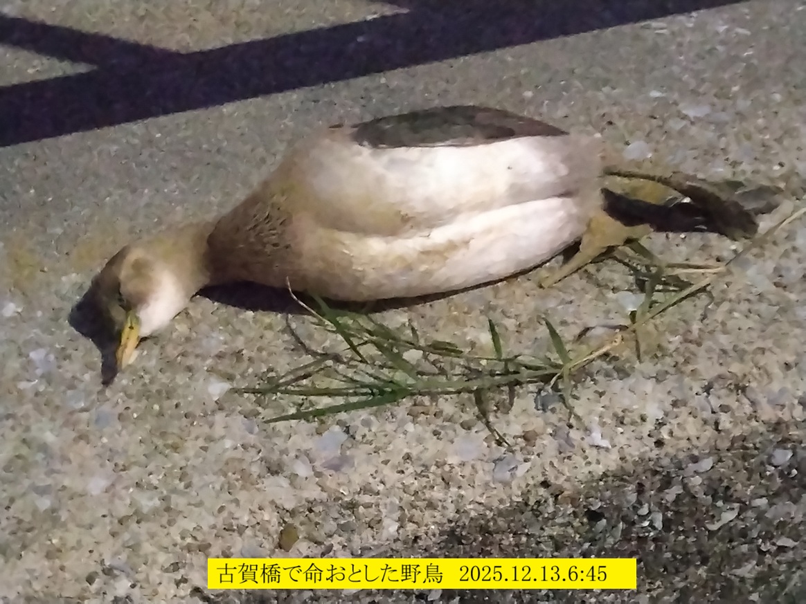 1164x873 (316,397�o�C�g)