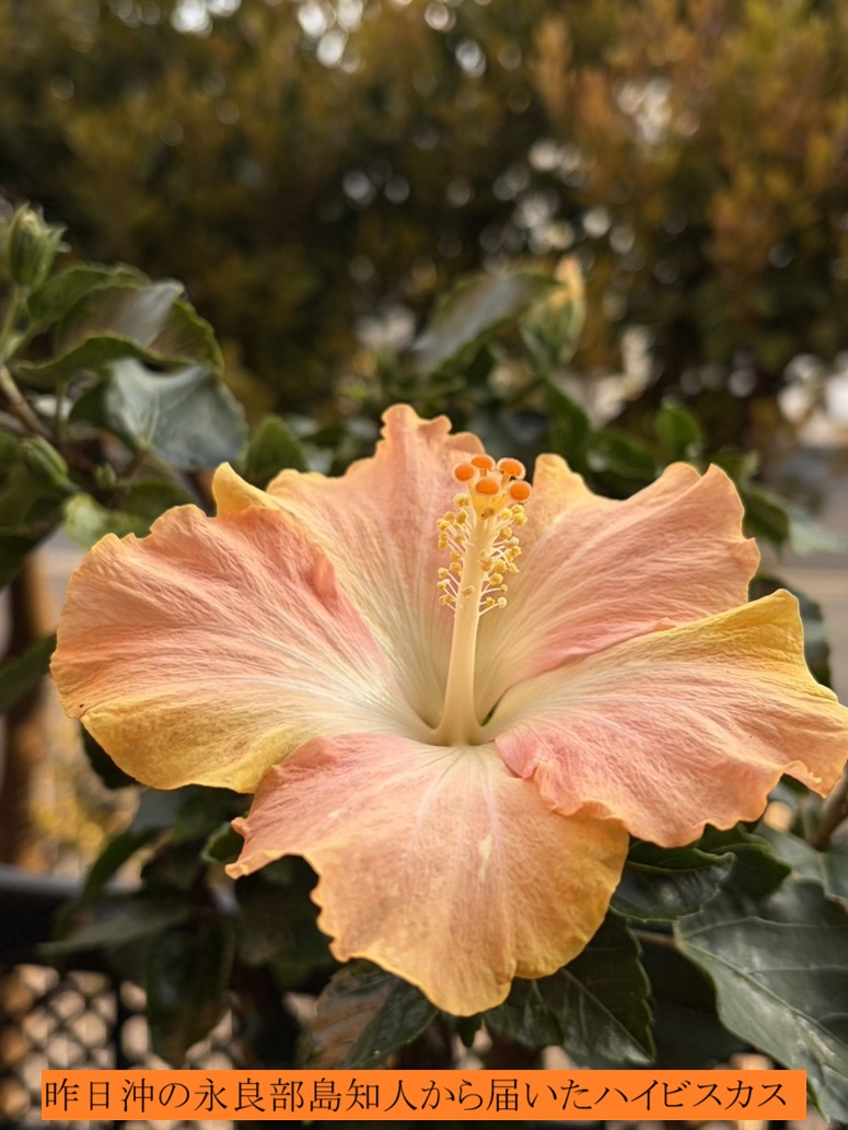 775x1033 (213,493�o�C�g)