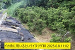 NbNI 576x384 (160,895oCg)